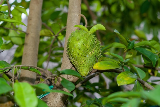 Uma árvore de graviola fértil com folhas verdes e frutos que começam a crescer