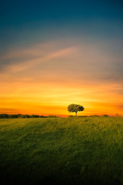 Uma árvore de guarda-chuva solitária no contexto da luz do sol do sol na encosta de um campo verde tiro vertical Árvore do guarda-chuva solitária em um campo verde no contexto da luz do sol do sol