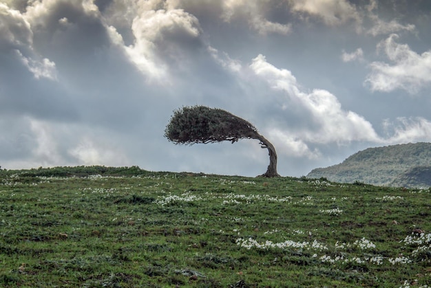 Foto uma árvore dobrada pela força do vento