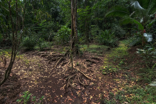 Uma árvore e suas raízes servem como uma bifurcação na selva da Costa Rica