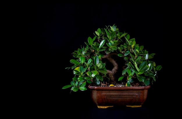 Uma árvore em miniatura de bonsai tradicional japonesa em um vaso isolado em um fundo preto