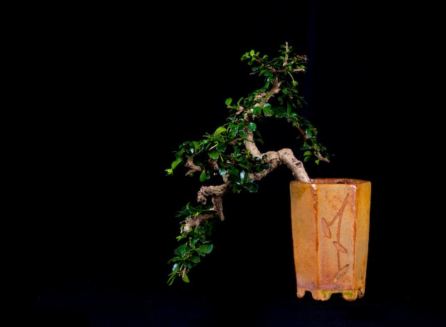 Uma árvore em miniatura de bonsai tradicional japonesa em um vaso isolado em um fundo preto