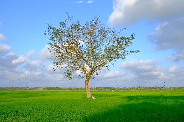 Uma árvore em um campo com céu azul e nuvens