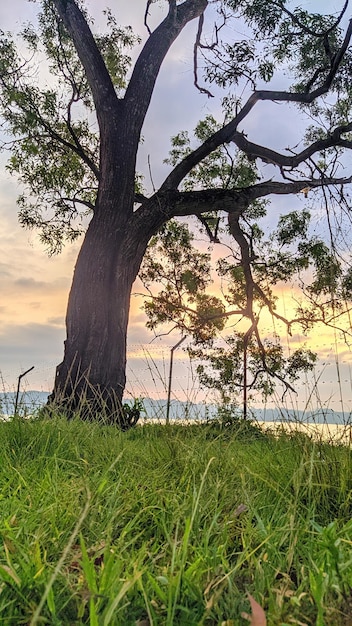 Uma árvore em um campo com o sol se pondo atrás dela