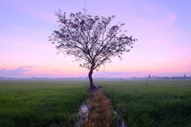 Uma árvore em um campo com um céu roxo ao fundo