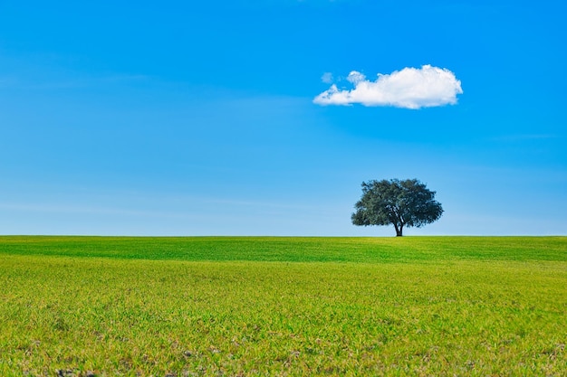 Uma árvore em um campo com uma nuvem no céu.