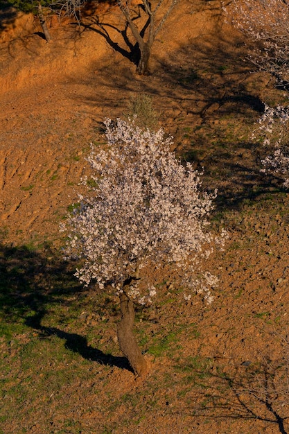 Uma árvore em um campo de flores