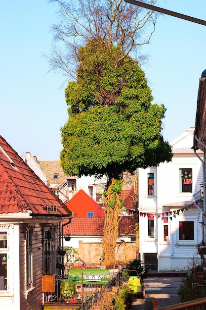 Uma árvore em uma pequena rua com telhado vermelho e um prédio branco ao fundo.
