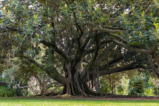 Uma árvore enorme com grandes raízes no jardim