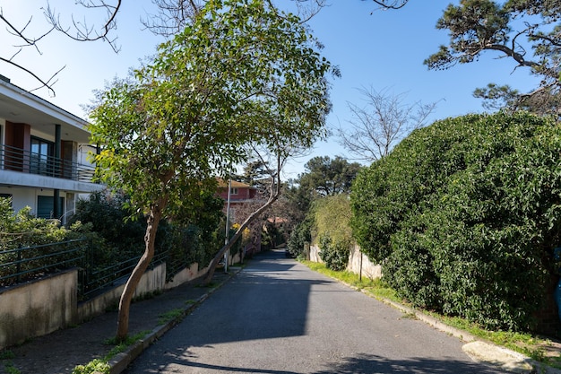 Uma árvore está inclinada para o lado de uma estrada