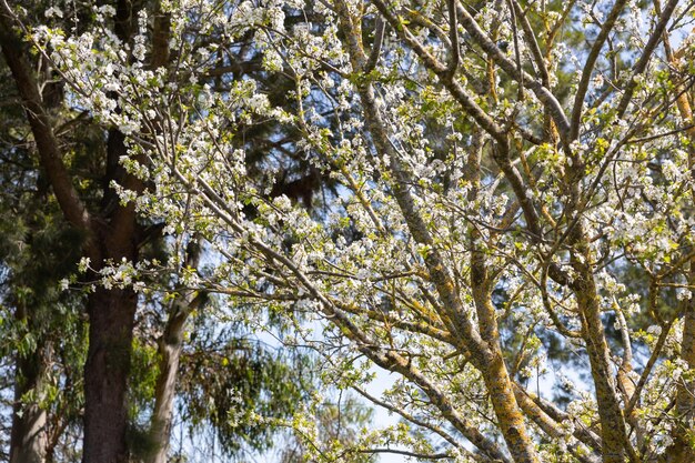 Uma árvore floresce com flores brancas na primavera