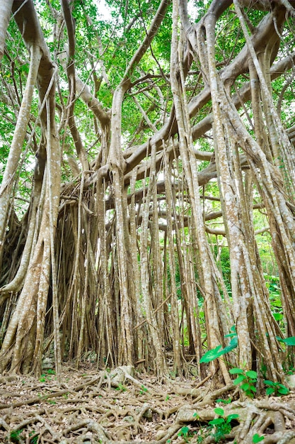 Uma árvore gigante antiga incrível e raízes em uma floresta verde no parque dai sekirinzan, okinawa, japão