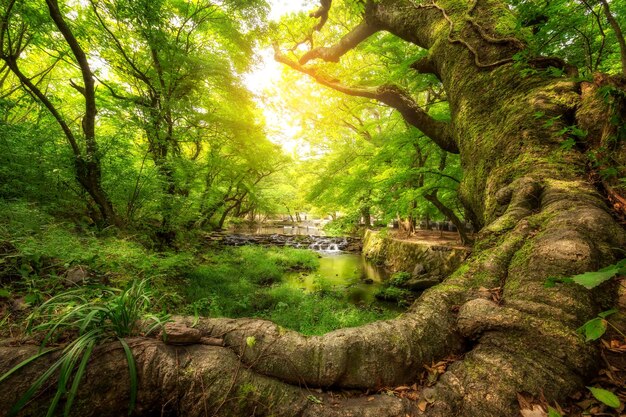 Uma árvore gigante em uma floresta cheia de folhas verdes