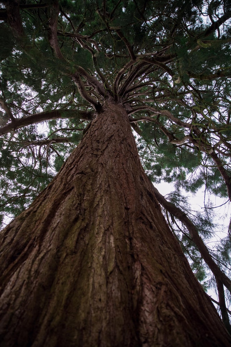 Foto uma árvore na floresta com a palavra redwood na parte inferior