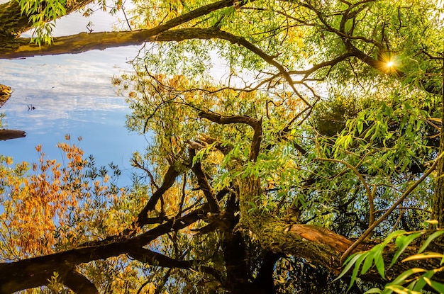 Uma árvore na floresta com o céu refletindo sobre ela