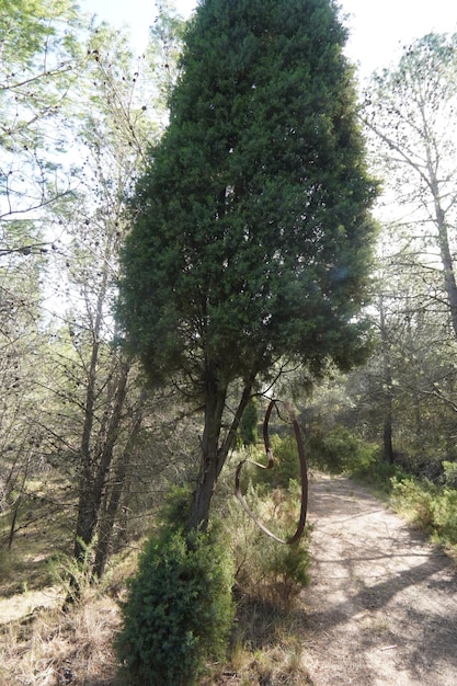 Uma árvore na floresta com o sol brilhando sobre ela.