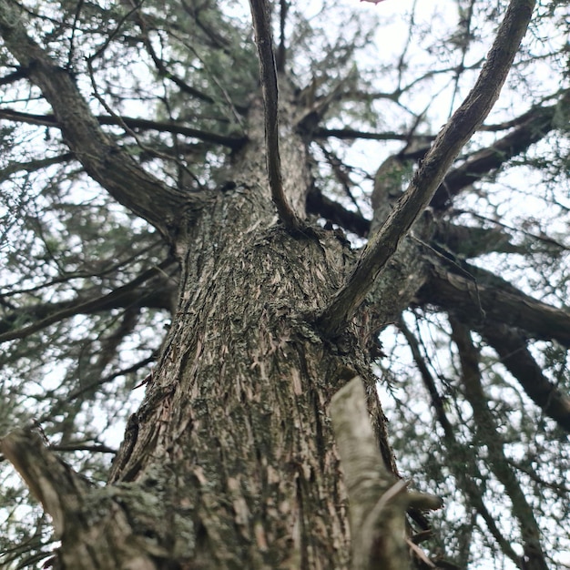 Uma árvore na floresta