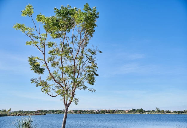 Uma árvore na frente de um lago