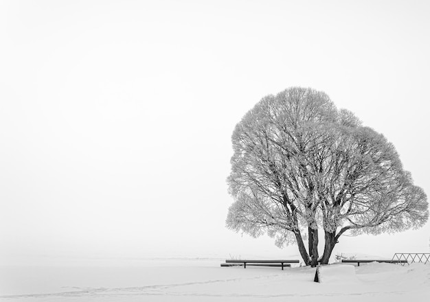 Uma árvore na neve com um banco ao fundo