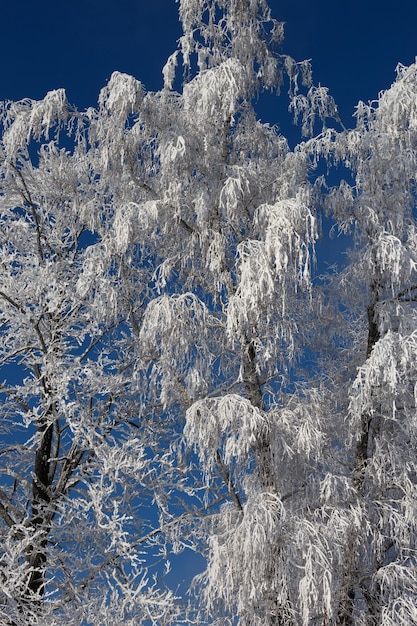 Uma árvore na neve contra um céu azul.