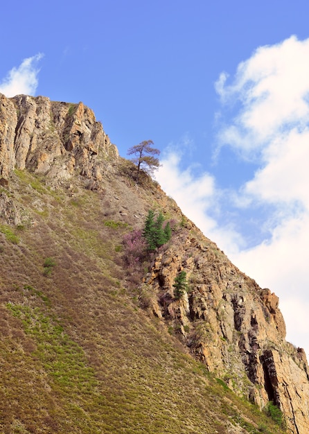 Uma árvore nas rochas um pinheiro da montanha em uma encosta íngreme rochosa contra um céu azul