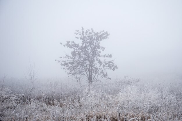 Uma árvore no campo no meio do nevoeiro e da geada
