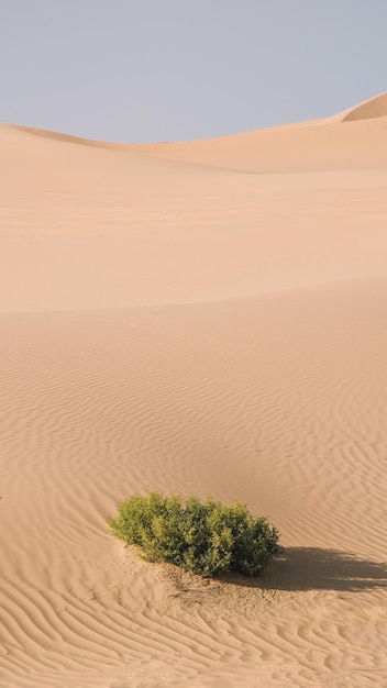 Uma árvore no deserto com o sol brilhando sobre ela