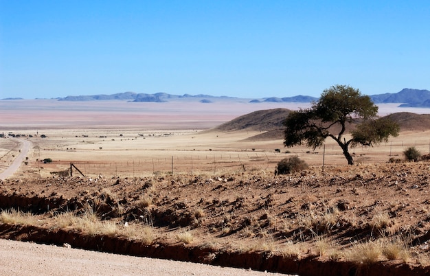 Uma árvore no deserto severo