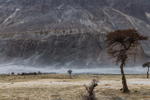 uma árvore no meio do desertoHunder Sand Dunes of Nubra Valley em Leh Ladakh Índia