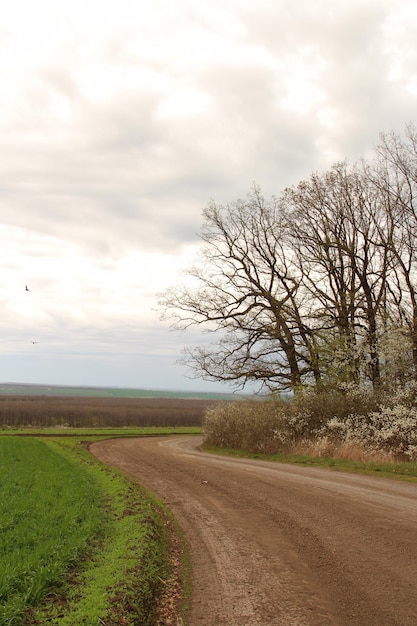 uma árvore que foi cortada por uma estrada