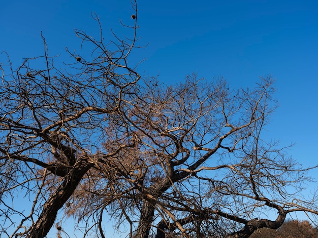 Uma árvore queimada em uma floresta