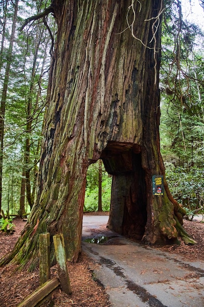 Uma árvore Redwood pela qual você pode dirigir seu carro