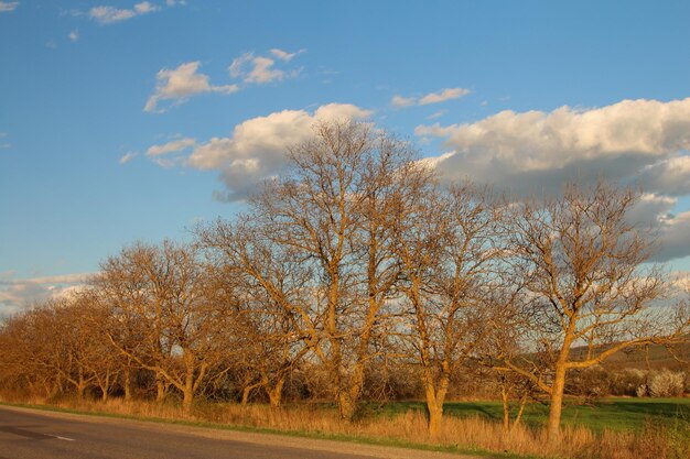 uma árvore sem folhas é ao lado de uma estrada