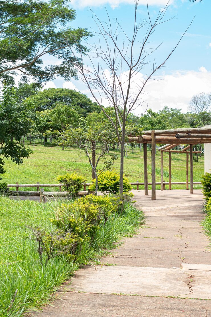 Foto uma árvore sem folhas está em um campo