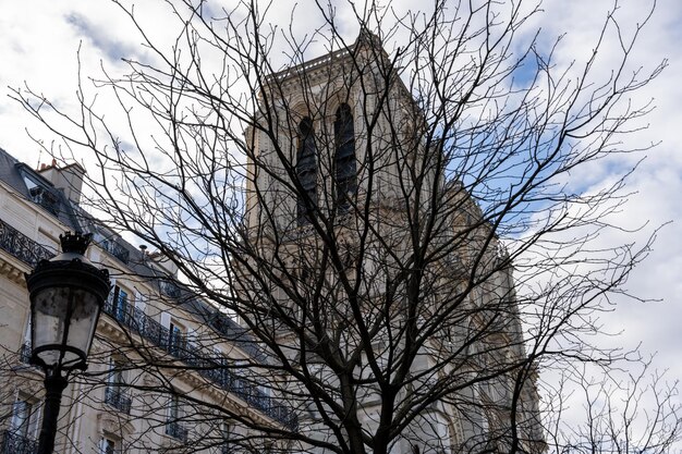 Uma árvore sem folhas está na frente de um edifício