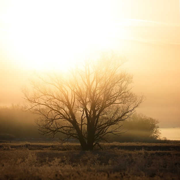 Foto uma árvore sem folhas sob os raios do sol nascente. a floresta está envolta em névoa.