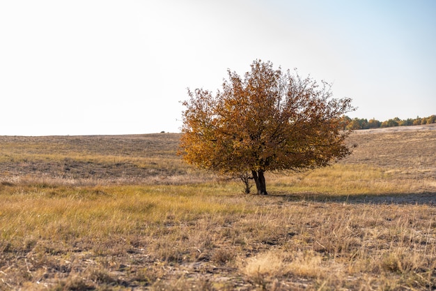 Uma árvore solitária com folhagem amarelada