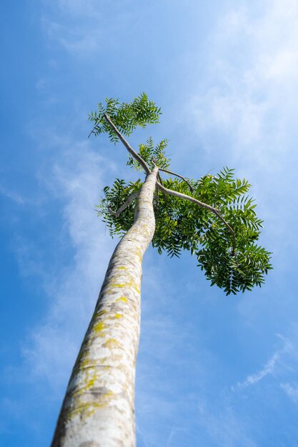 Uma árvore solitária contra o céu azul Fotografada de baixo