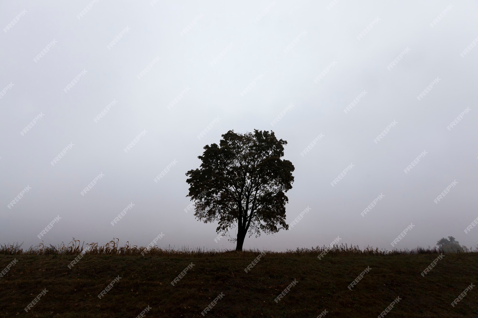 Baixe Imagem Pacífica e Serena de uma Árvore Solitária em uma