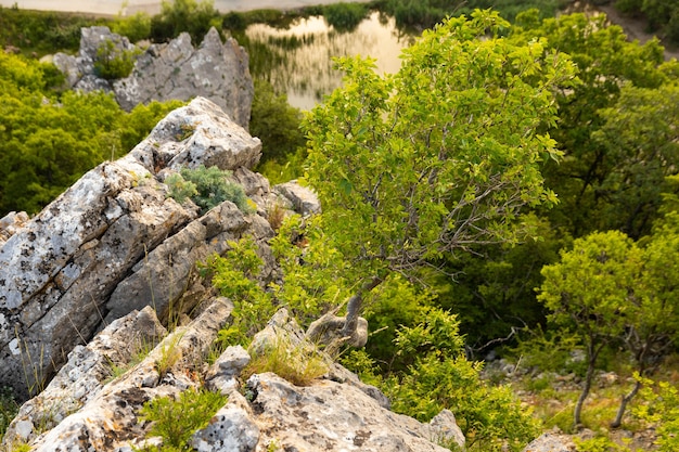 Uma árvore solitária crescendo em uma rocha nas montanhas selvagens ..