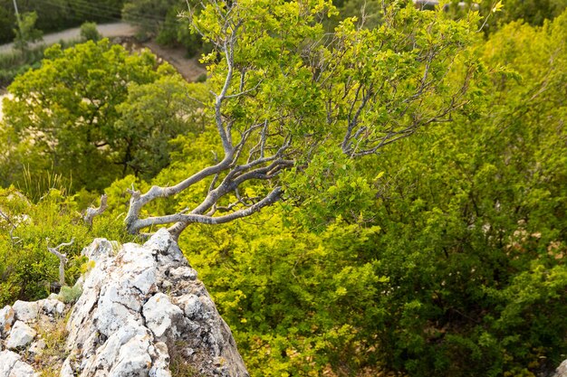 Uma árvore solitária crescendo em uma rocha nas montanhas selvagens ..