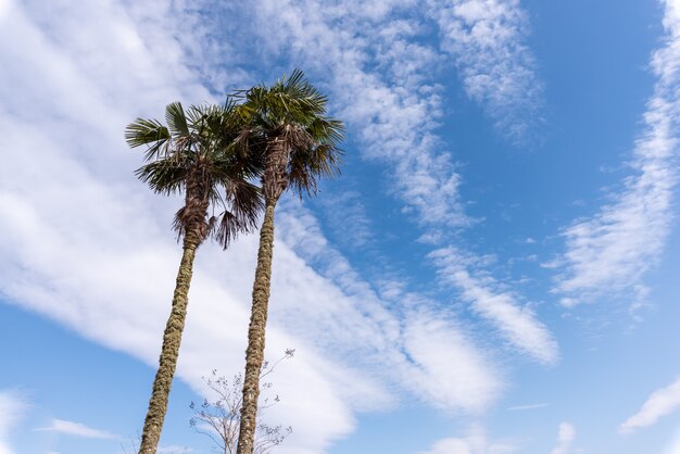 Uma árvore solitária deve estar sob o céu azul e nuvens brancas