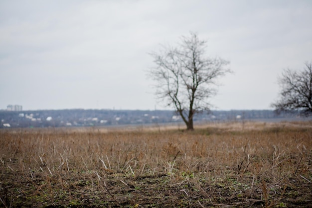 Uma árvore solitária no meio do campo arado. Pequena árvore solitária no meio de um prado na névoa