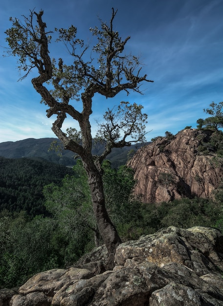 Uma árvore solitária sobrevive acima de uma rocha antes de uma formação rochosa e montanhas distantes, céu nublado na Espanha