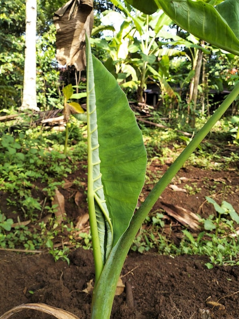 Uma árvore talas com folhas verdes