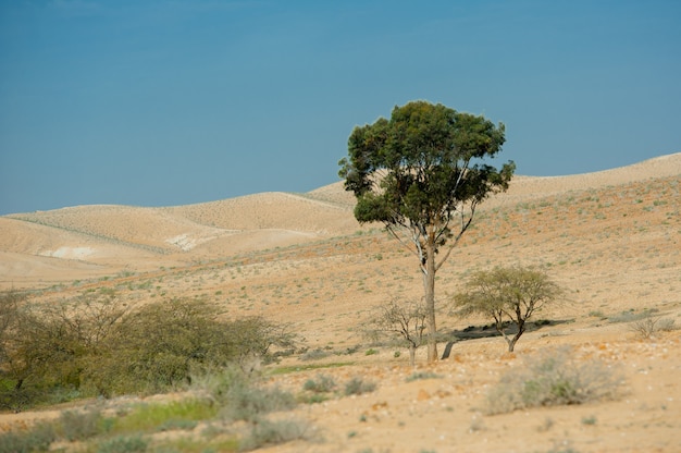 Uma árvore verde está no deserto de israel.