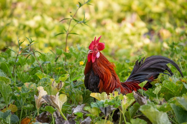 Uma ave da selva macho está forrageando na fazenda da encosta onde há uma floresta fértil