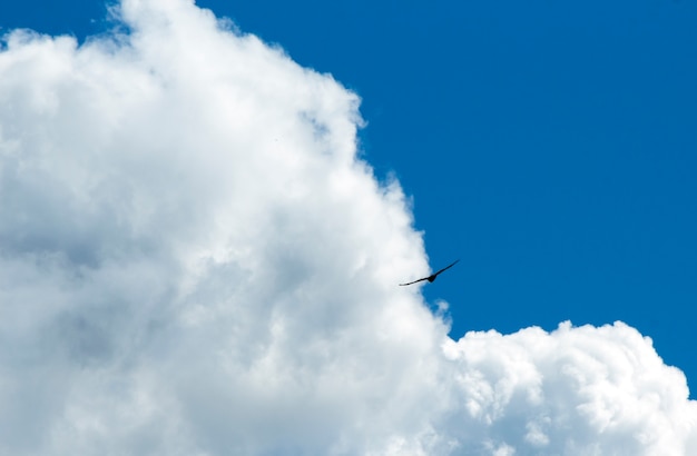 Uma ave de rapina nas nuvens no céu azul.