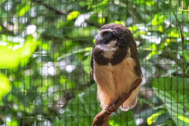 Foto uma ave de rapina sentada num galho numa floresta tropical da américa do sul