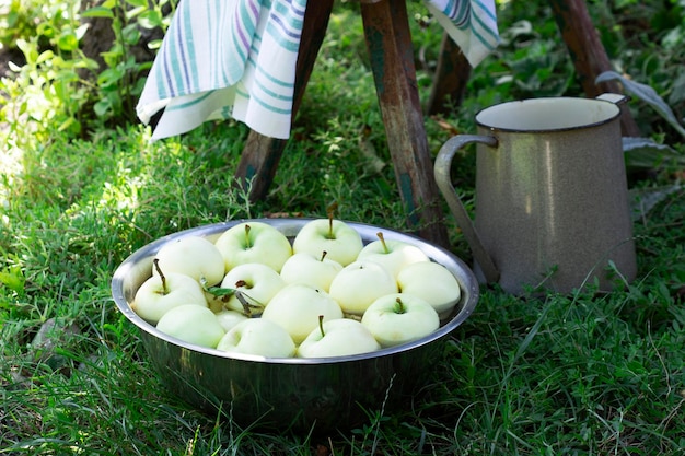 Uma bacia com água e maçãs no fundo de um jardim de verão